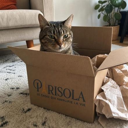 Chat installé dans un carton Parisola