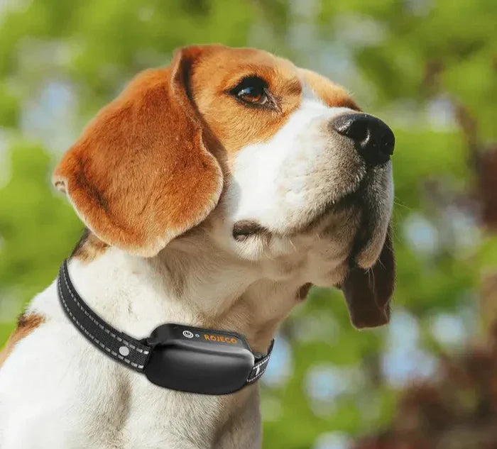 Collier dressage chien électrique télécommande 1000 m ABS sangle nylon rechargeable réglable
