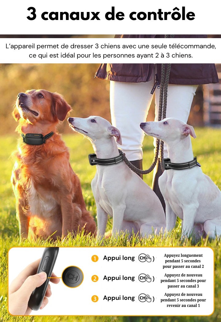 Collier dressage chien électrique télécommande 1000 m ABS sangle nylon rechargeable réglable