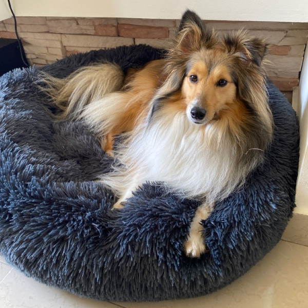 Coussin lit chien polaire peluche rebords surélevés housse lavable soutien articulaire S à XXL