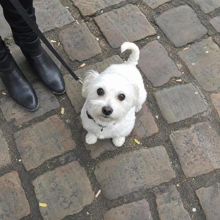 Petit chien en promenade à Montmartre